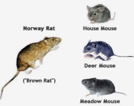 Mouse Removal Greenwich