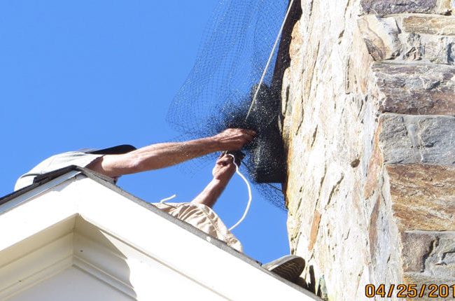 Flying Squirrel Removal Greenwich - Photo Gallery