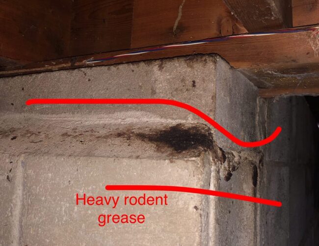 Heavy Rodent Grease